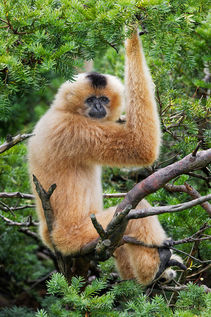 Buff-cheeked Gibbon, beheimatet in Laos, Vietnam, Kambodscha