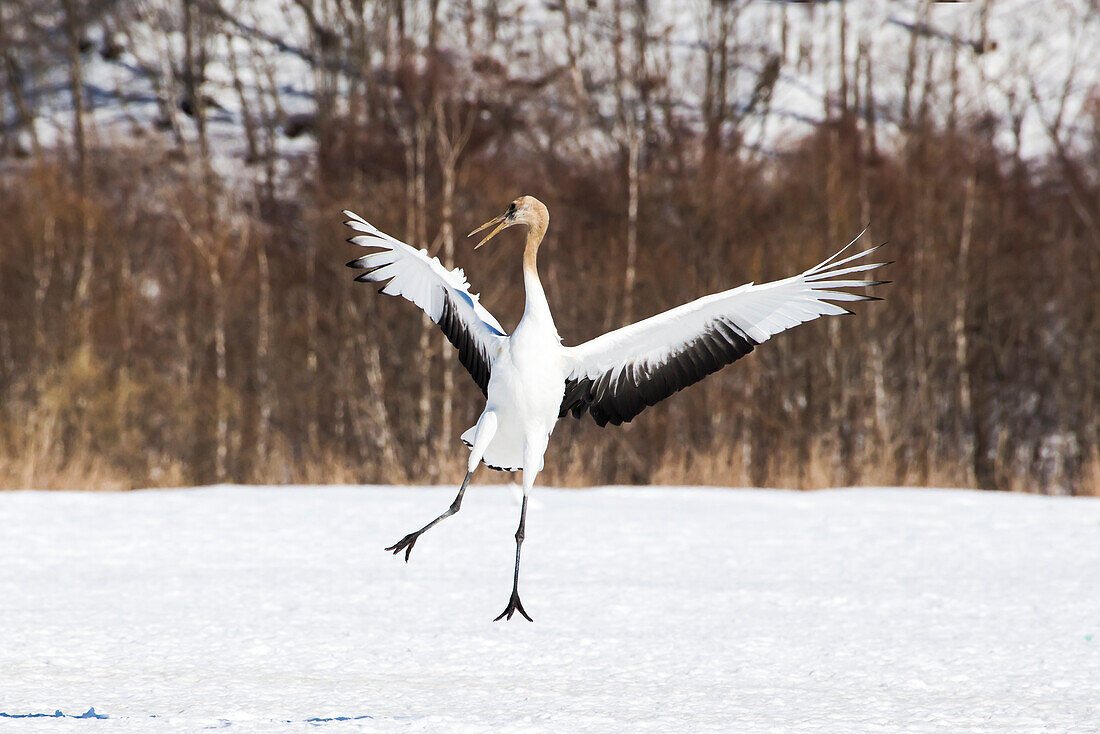 Asia, Japan, Hokkaido, Kushiro, Akan International Crane Center, red-crowned crane, Grus japonensis. An immature red-crowned crane spreads its wings in its dance practice.