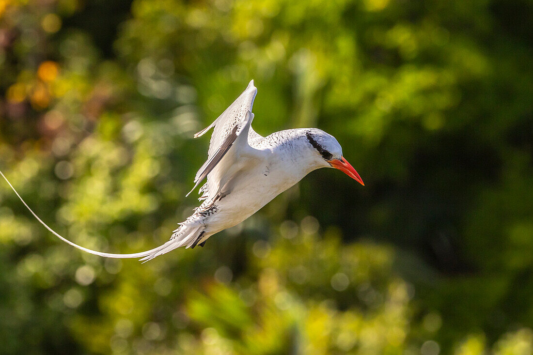 Karibik, Insel Little Tobago. Rotschnabel-Tropikvogel im Flug