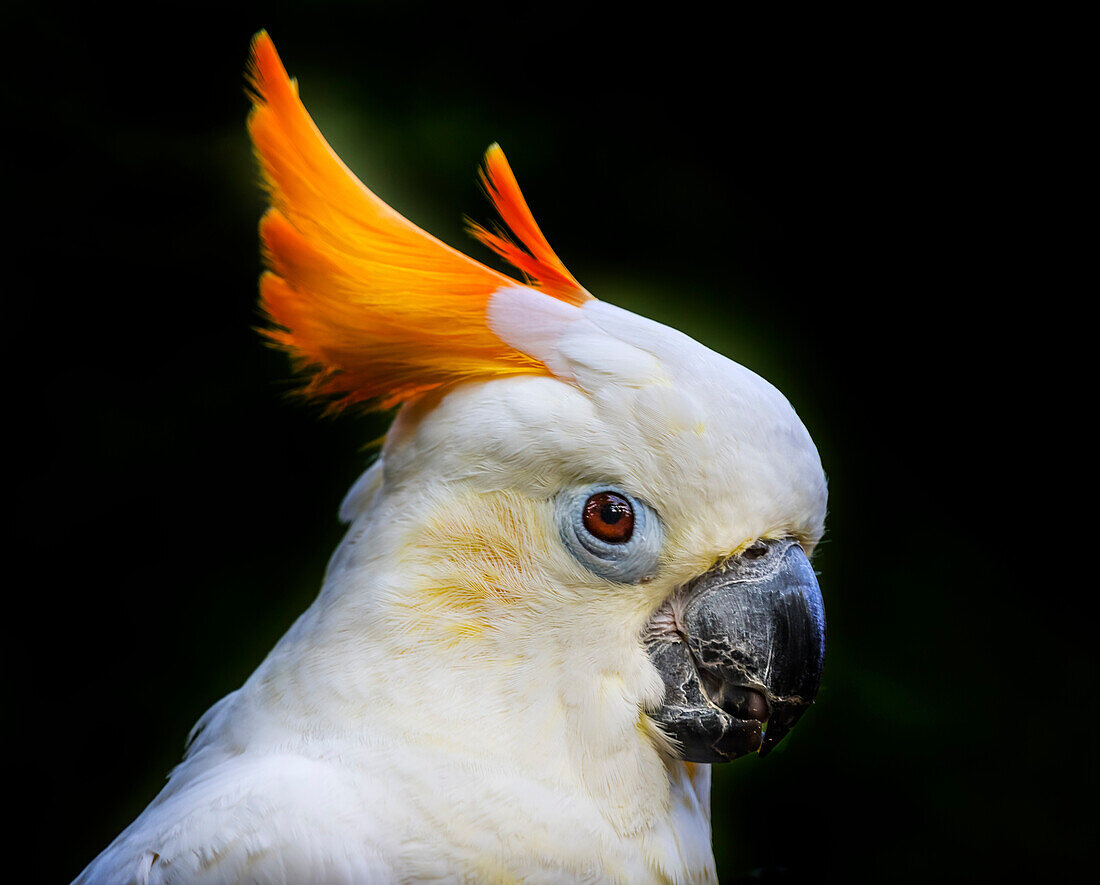 Orange Crest Citron Crested Cockatoo. Medium sized cockatoo endangered species from Indonesia