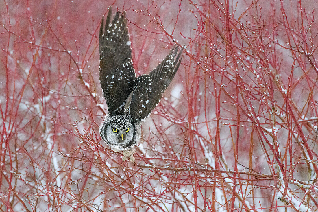 Canada, British Columbia. Northern hawk owl takes off from blueberry bush.