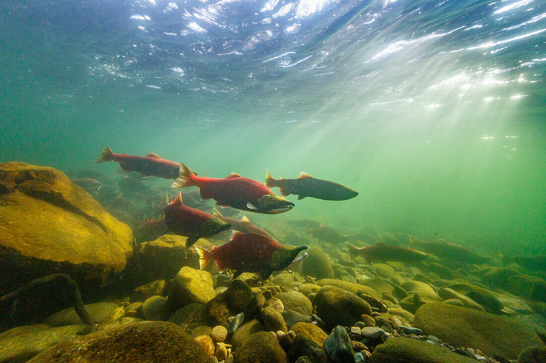 Canada, British Columbia, Adams River. Sockeye salmon.