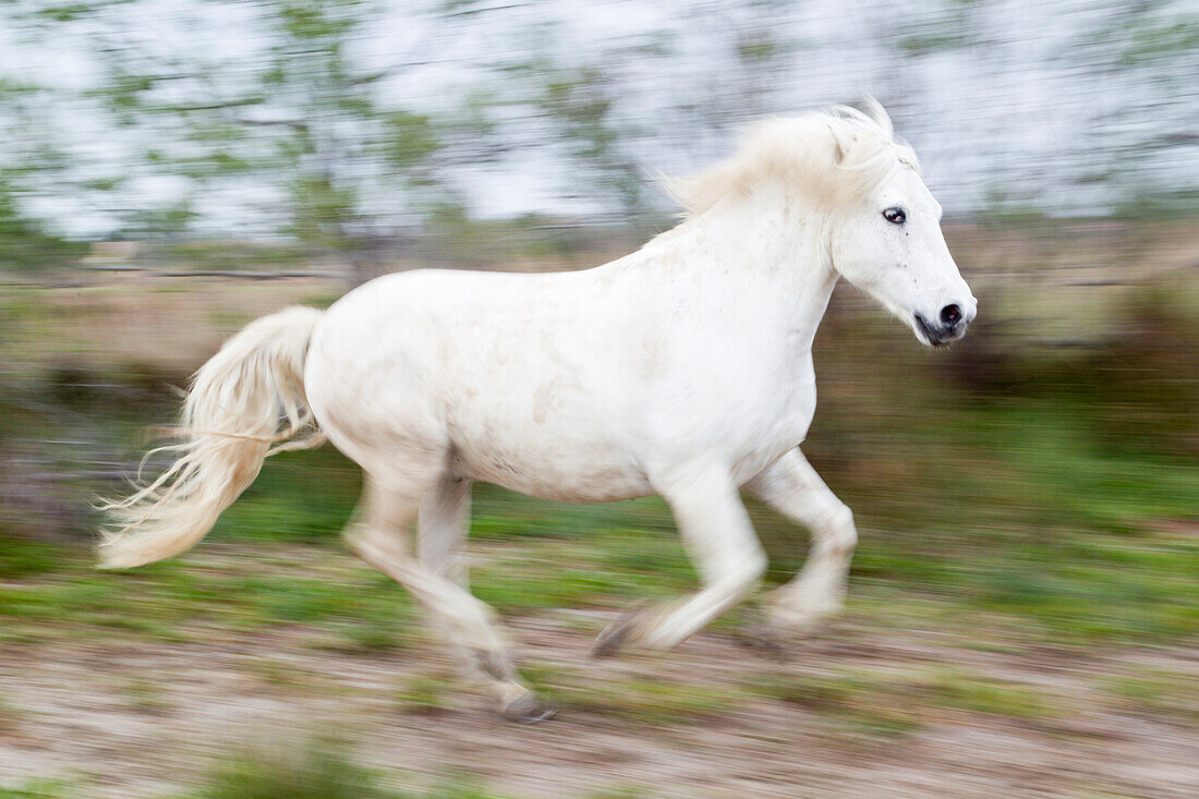 Frankreich, Camargue, Saintes-Maries-de-la-Mer, Laufendes Camargue-Pferd mit langer Verschlusszeit.