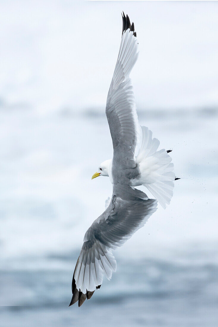 Packeis, nördlich von Svalbard. Eine schwarzbeinige Dreizehenmöwe, die ihre Flugfähigkeiten zeigt.