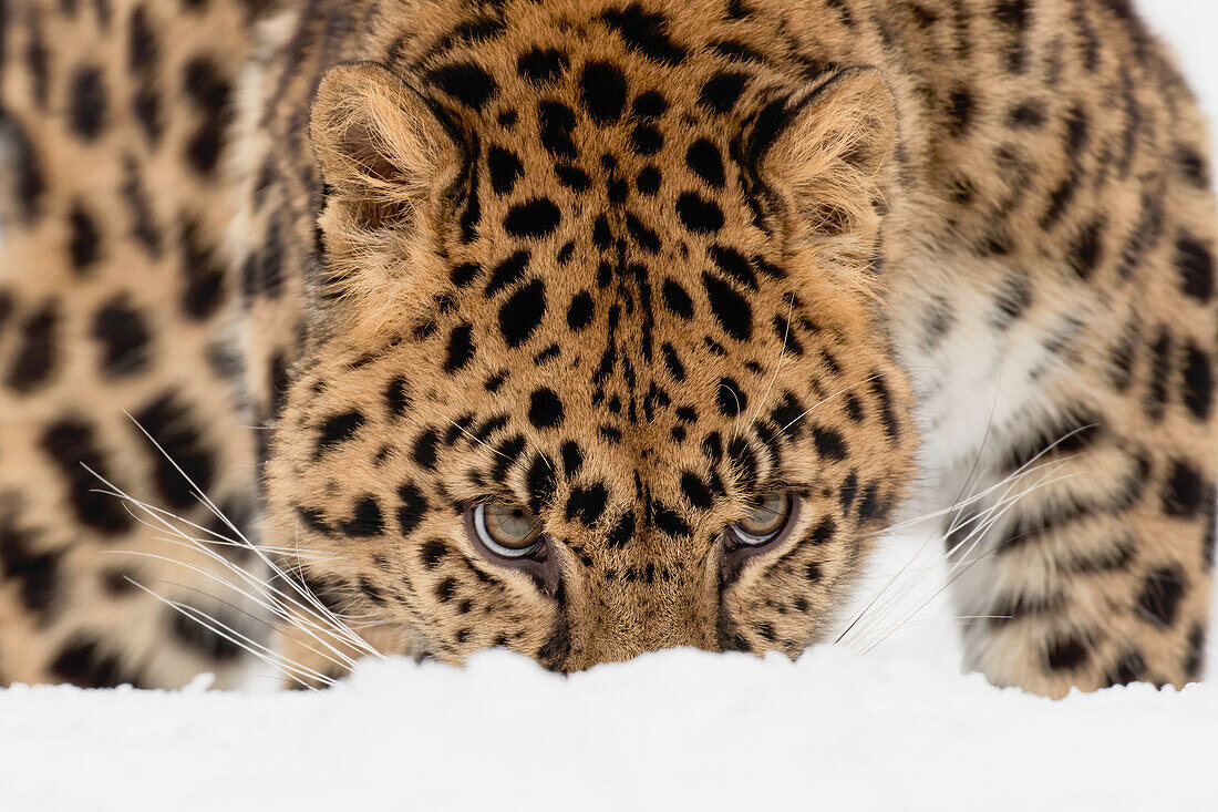 Amur-Leopard (Captive) im Winter, Panthera Pardus Orientalis. Leoparden-Unterart, die in der Region Primorje im Südosten Russlands und in der Provinz Jilin im Nordosten Chinas beheimatet ist. Vom Aussterben bedrohte Arten seit 1996.