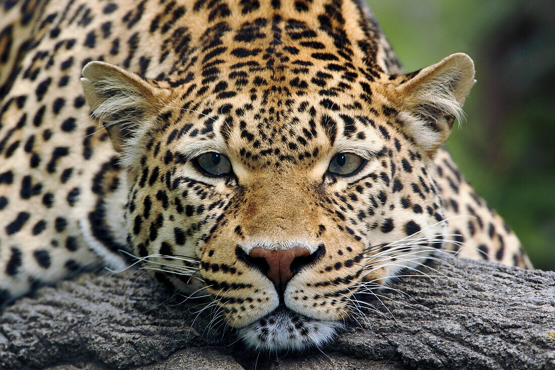 Leopard ruht mit Blick nach vorne, gefangenes Tier.