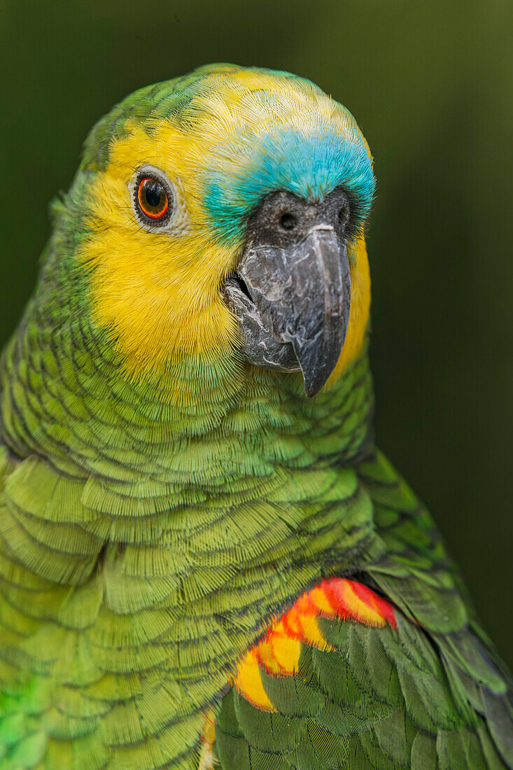 Blaustirn-Amazonas-Papagei, beheimatet in Südamerika