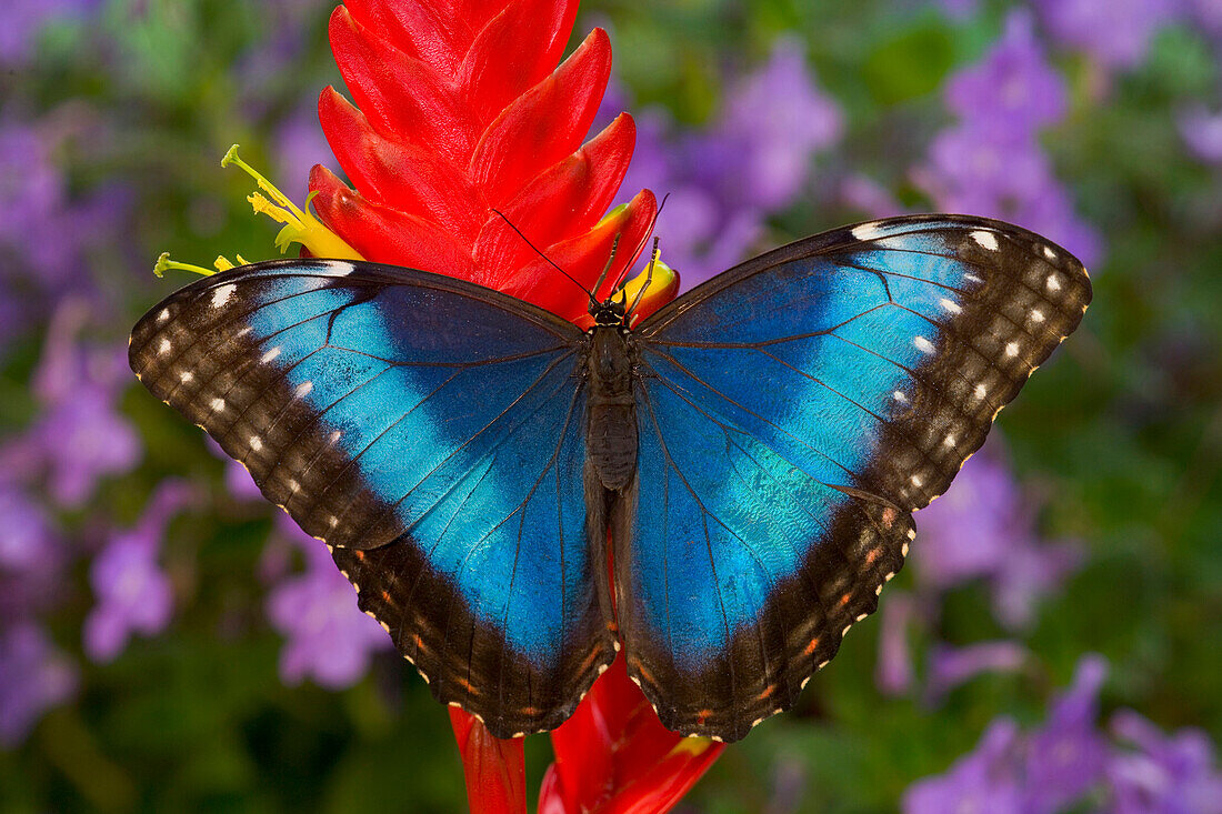 Tropical Butterfly the Blue Morpho, Morpho granadensis on ginger flower