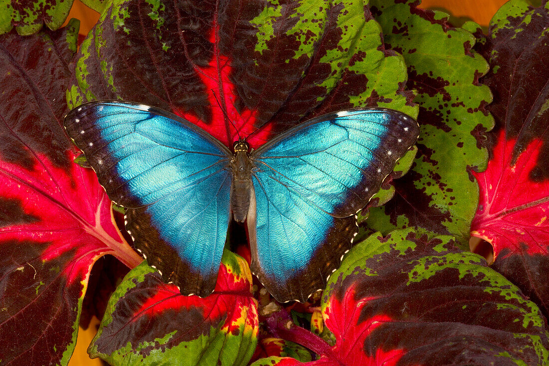 Tropischer Schmetterling der blaue Morpho, Morpho peleides, offen geflügelt auf Coleus-Pflanze