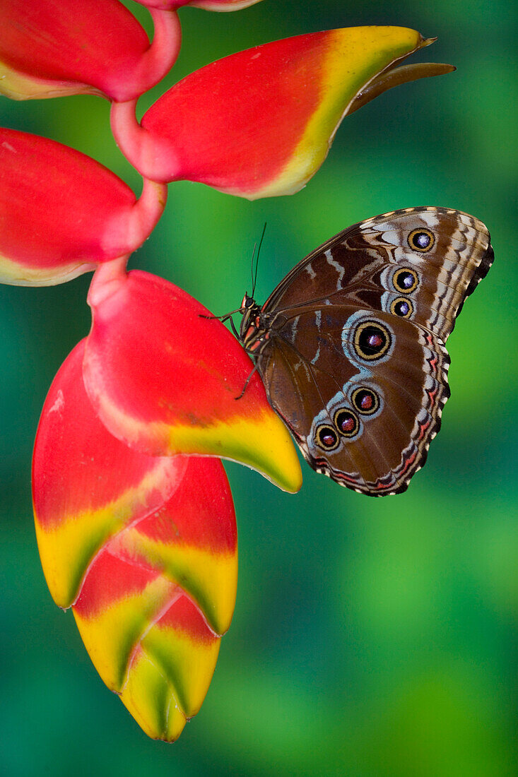 Tropischer Schmetterling der blaue Morpho, Morpho granadensis, der an der tropischen Pflanze Heliconia hängt
