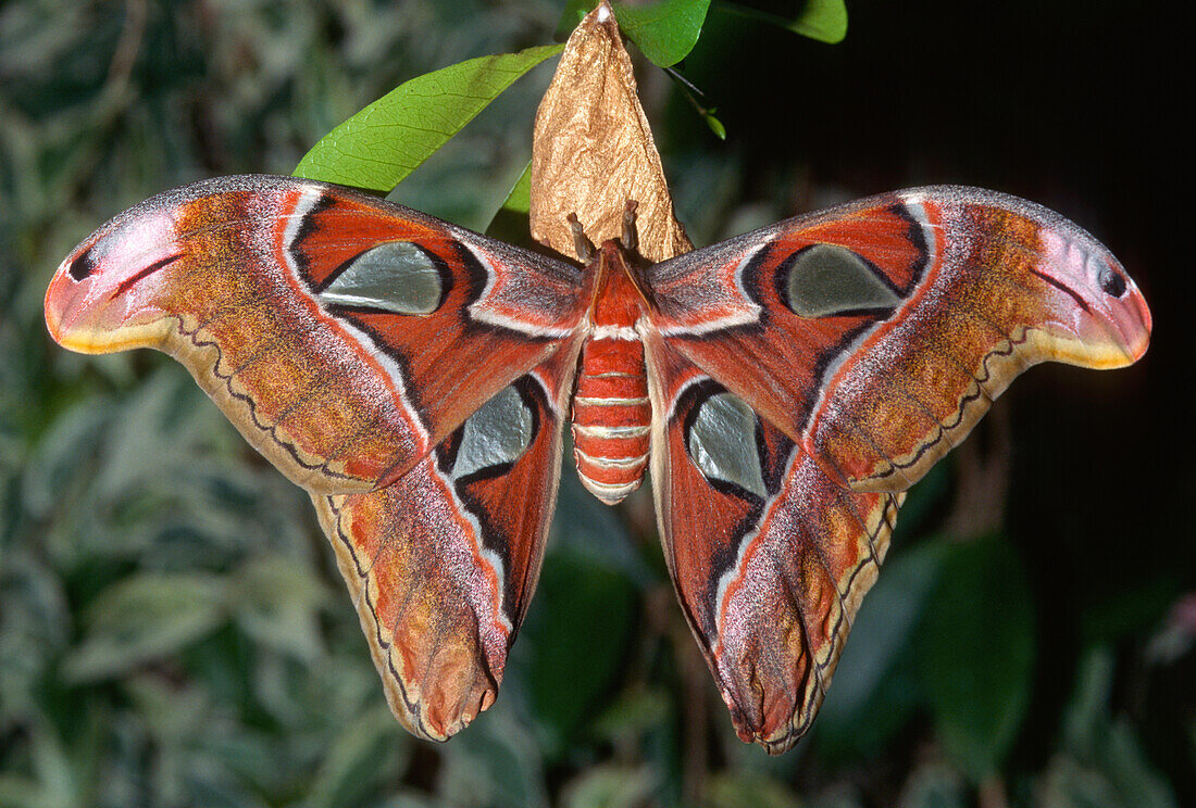 Atlas moth (Attacus atlas), these are the largest moths in the world with a wingspan from 10-12 inches, native to Southeast Asia