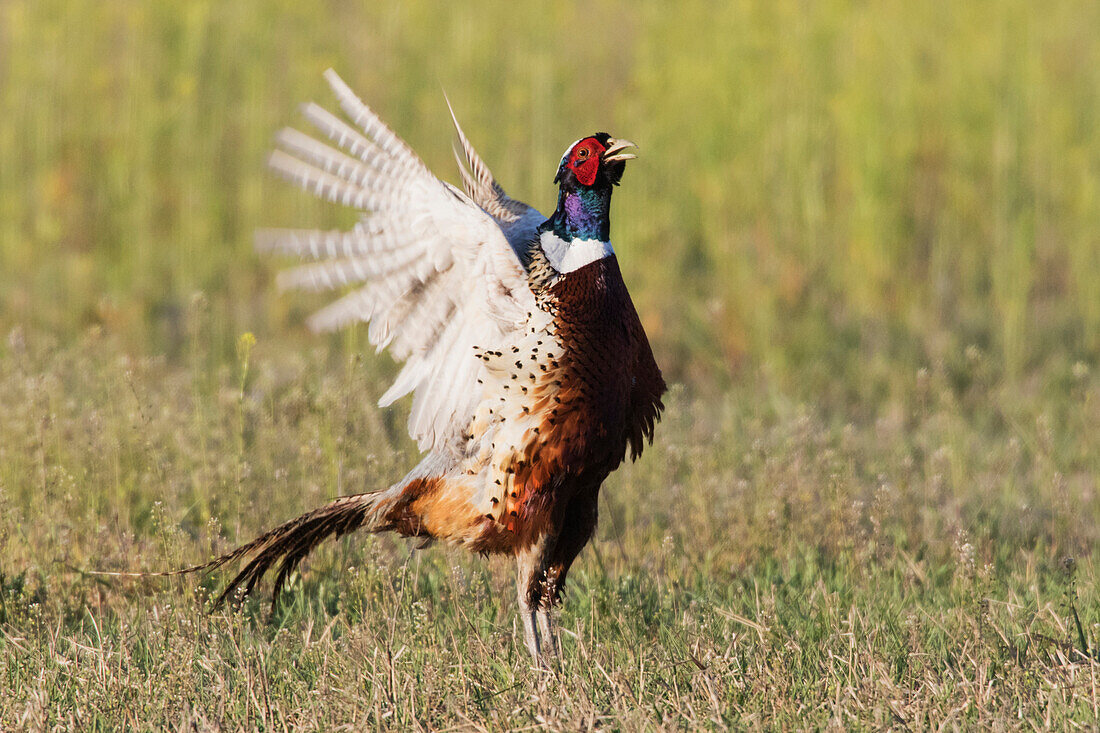 Ring-necked Pheasant, Courtship Display and Crow