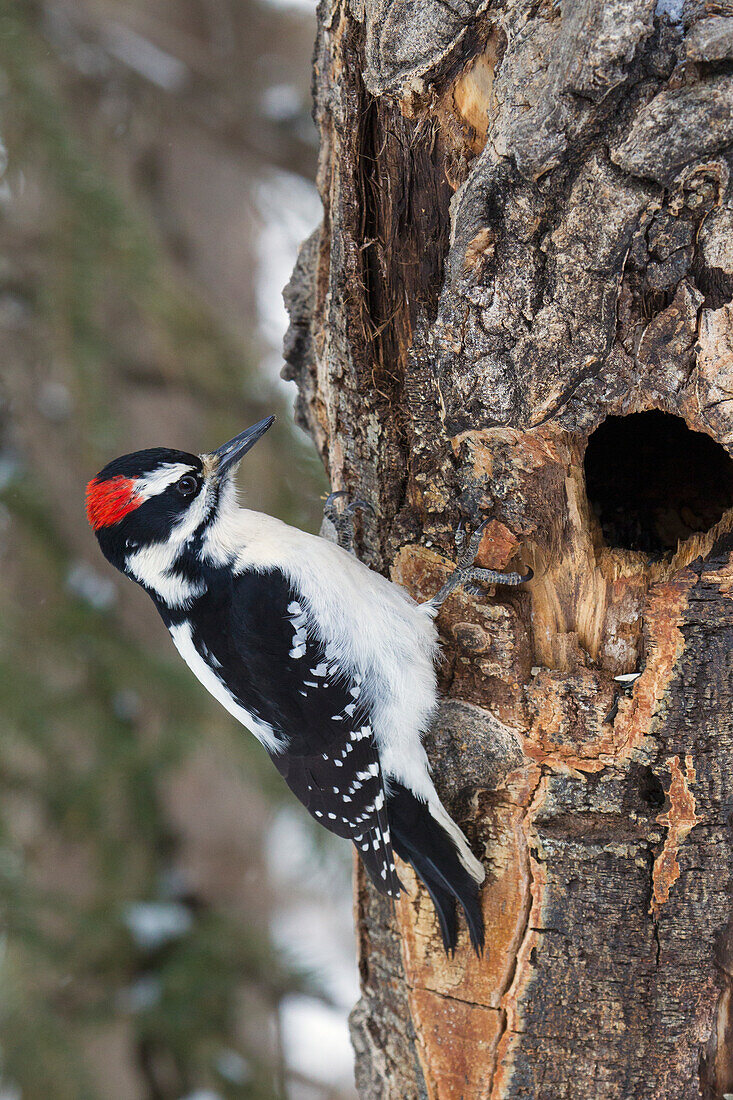 Hairy Woodpecker, winter survivor