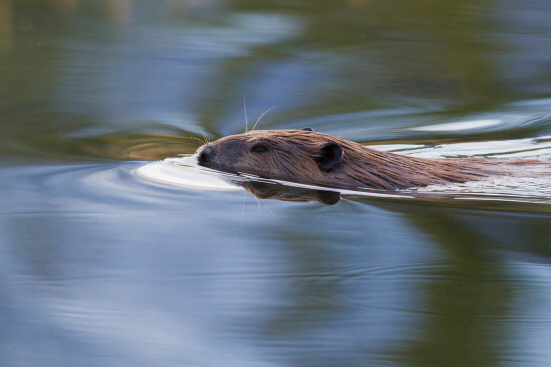 Amerikanischer Biber, der im Teich schwimmt