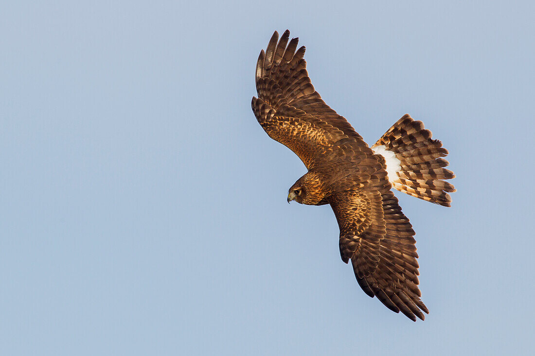 Northern Harrier, Jagd