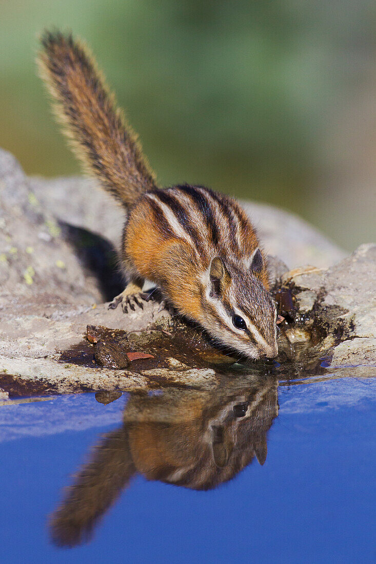 Townsend's Chipmunk, summer time drink