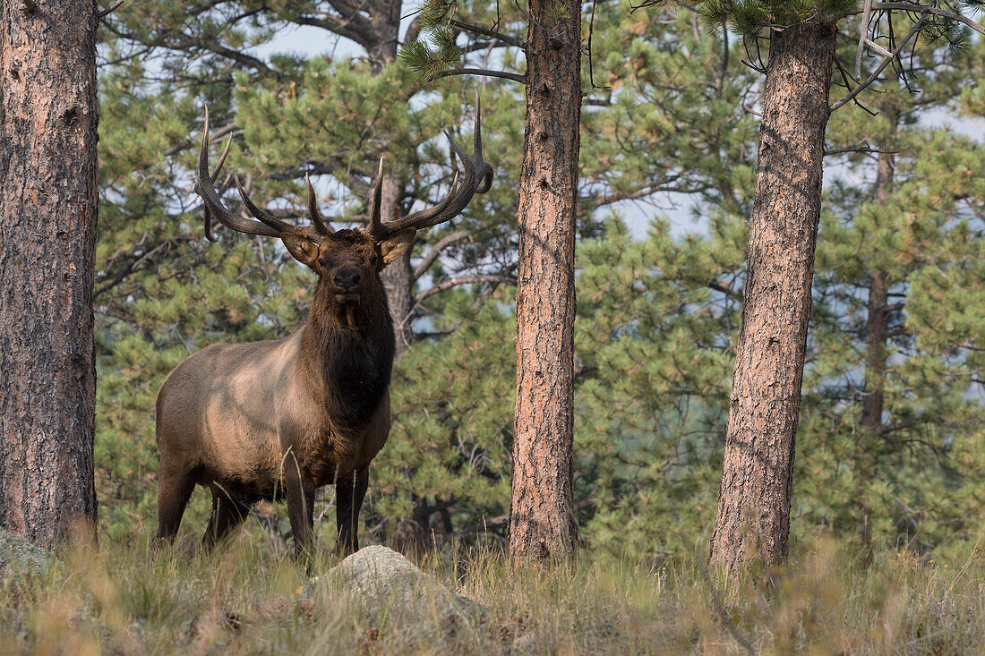 Rocky Mountain Elk, Ponderosa Pine Forest