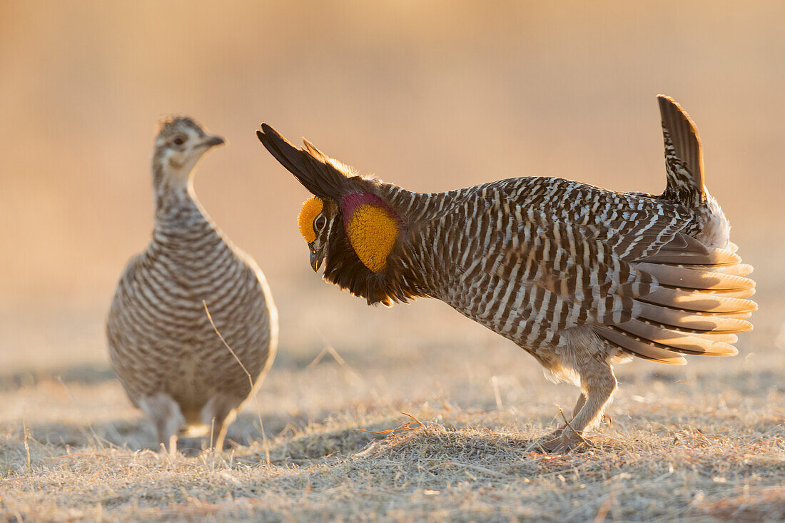 Greater prairie chicken courting hen