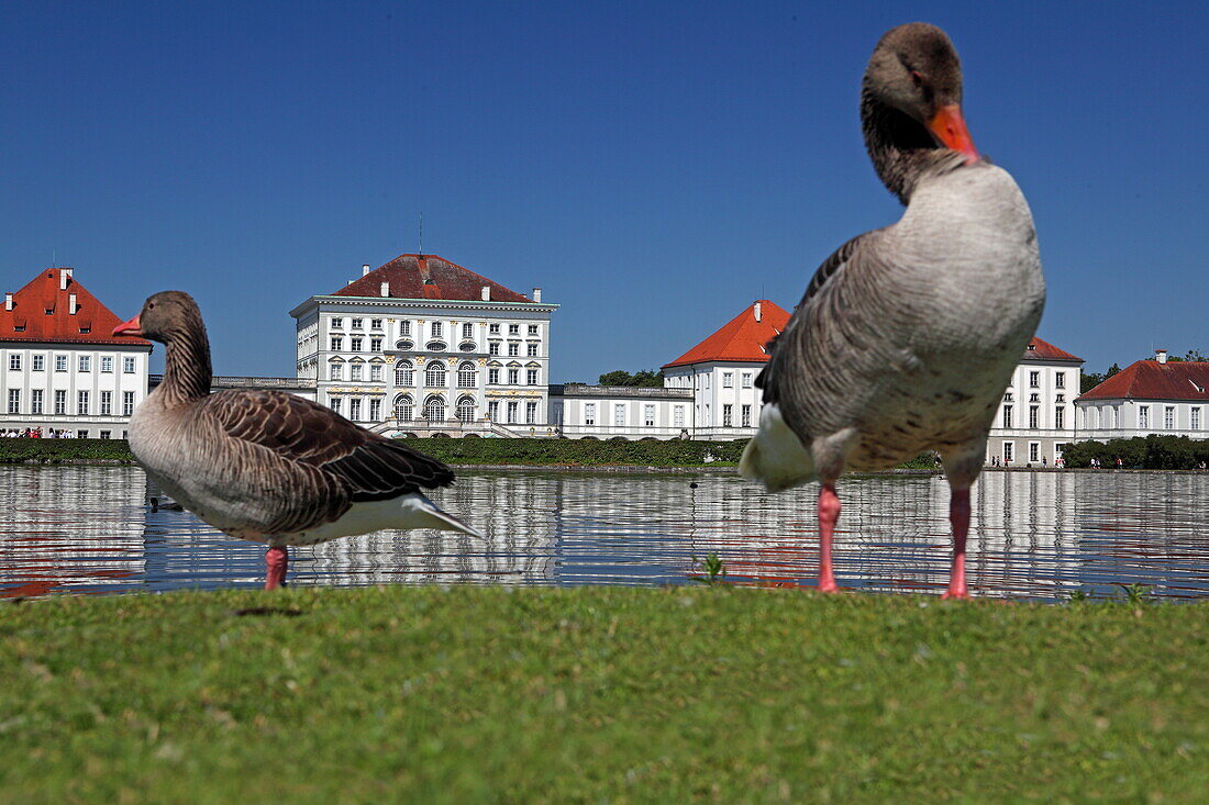 Ente putzt sich vor Schloss Nymphenburg, München, Oberbayern, Bayern, Deutschland