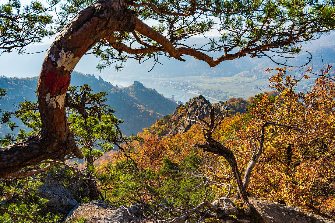 Blick auf die Burgruine Dürnstein, Stift Dürnstein und das Donautal Landschaft bei Dürnstein in der Wachau, Niederösterreich, Österreich