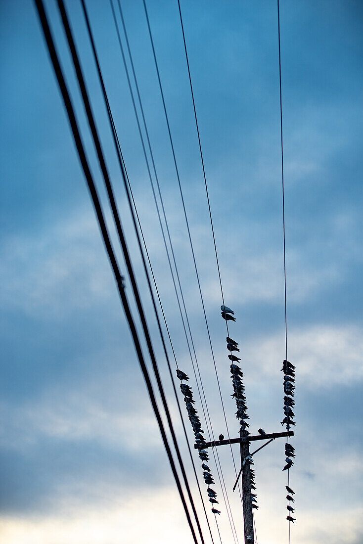 Strommast mit Stromleitung und Vögel, blauer Himmel mit Wolken, New Mexico, USA