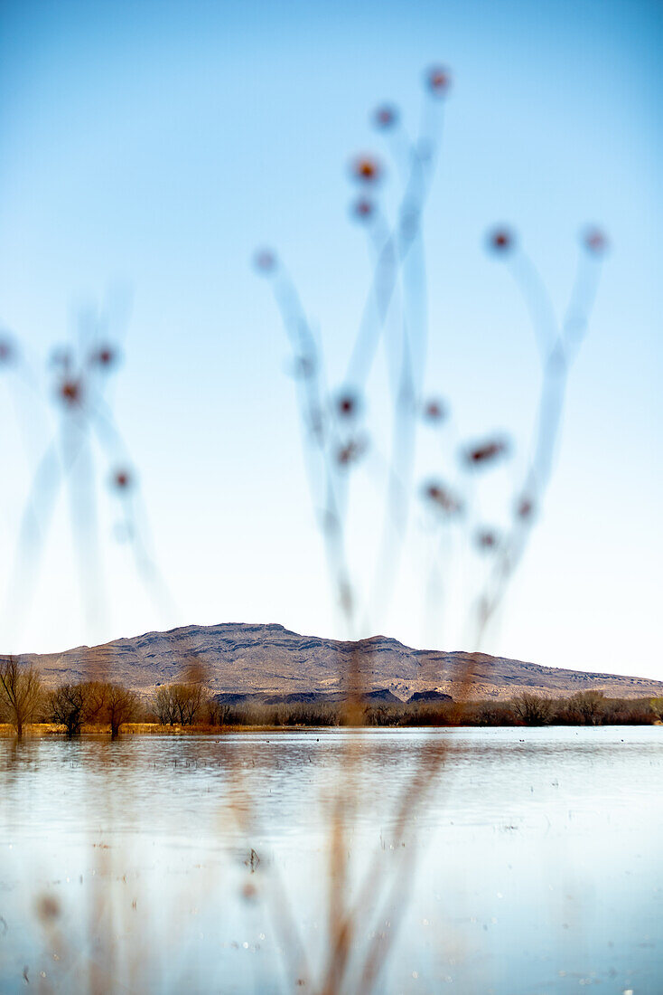 Naturschutzgebiet Bosque del Apache, New Mexico, USA