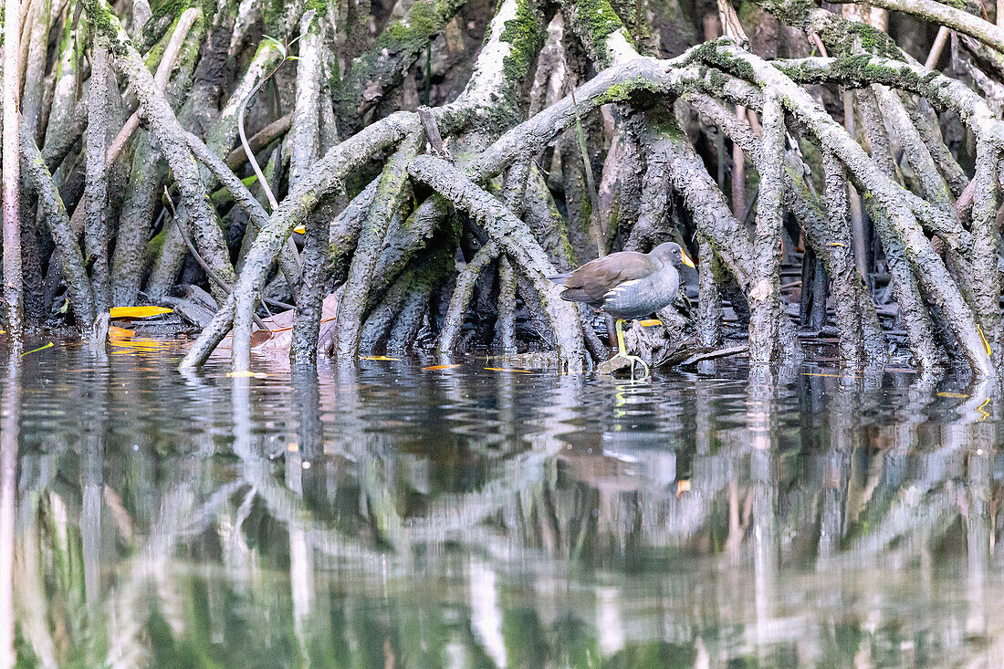 Moorhen, Gallinula chloropus, in the Malanza Manroven in the south of São Tomé island in West Africa