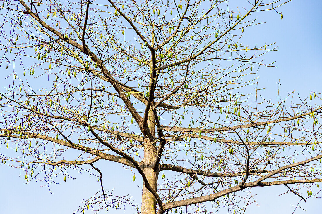 Kapokbaum, Ceiba pentandra, mit Früchten auf der Insel São Tomé in Westafrika