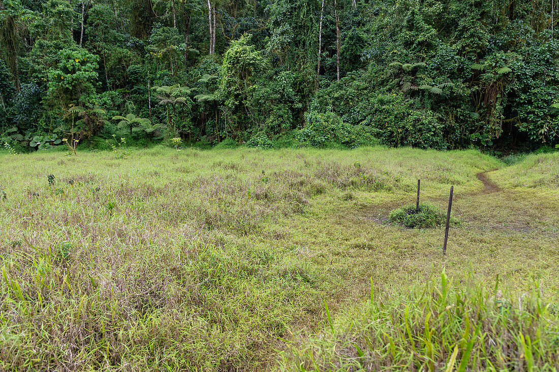 von einer stabilen Pflanzenmatte bedeckter Kratersee Lagoa Amélia mit Holzstange und Durchstich im primären Regenwald des Obô Natural Park auf der Insel São Tomé in Westafrika