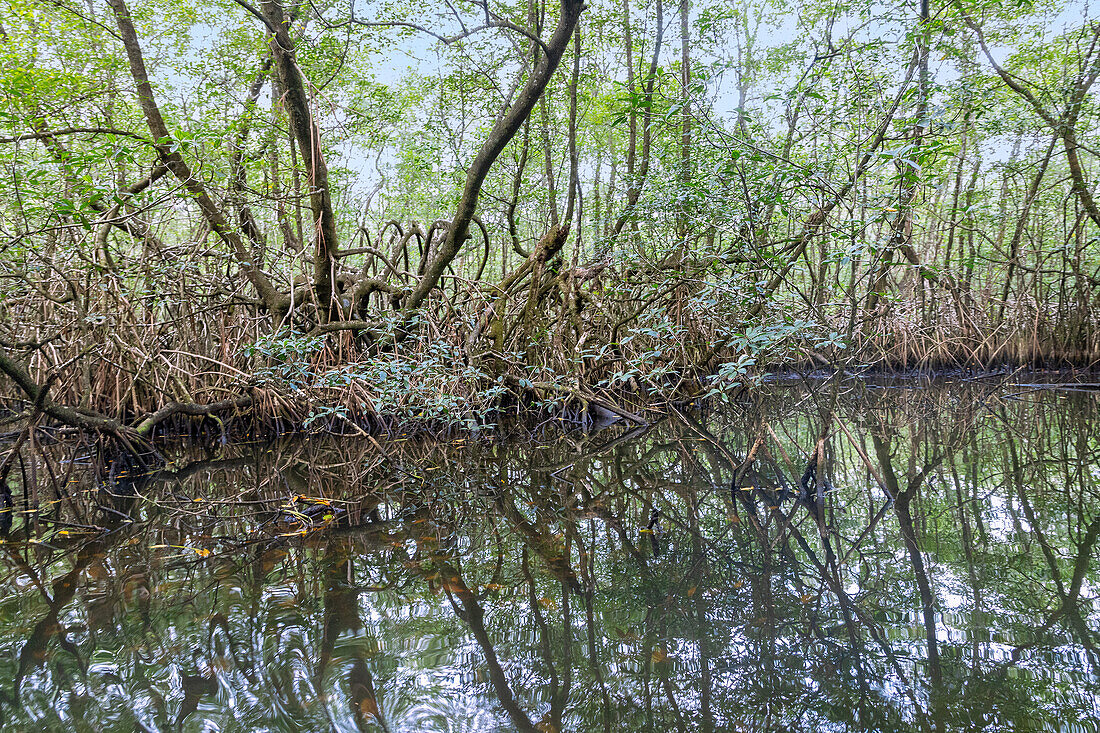 Malanza mangroves in the south of São Tomé island in West Africa