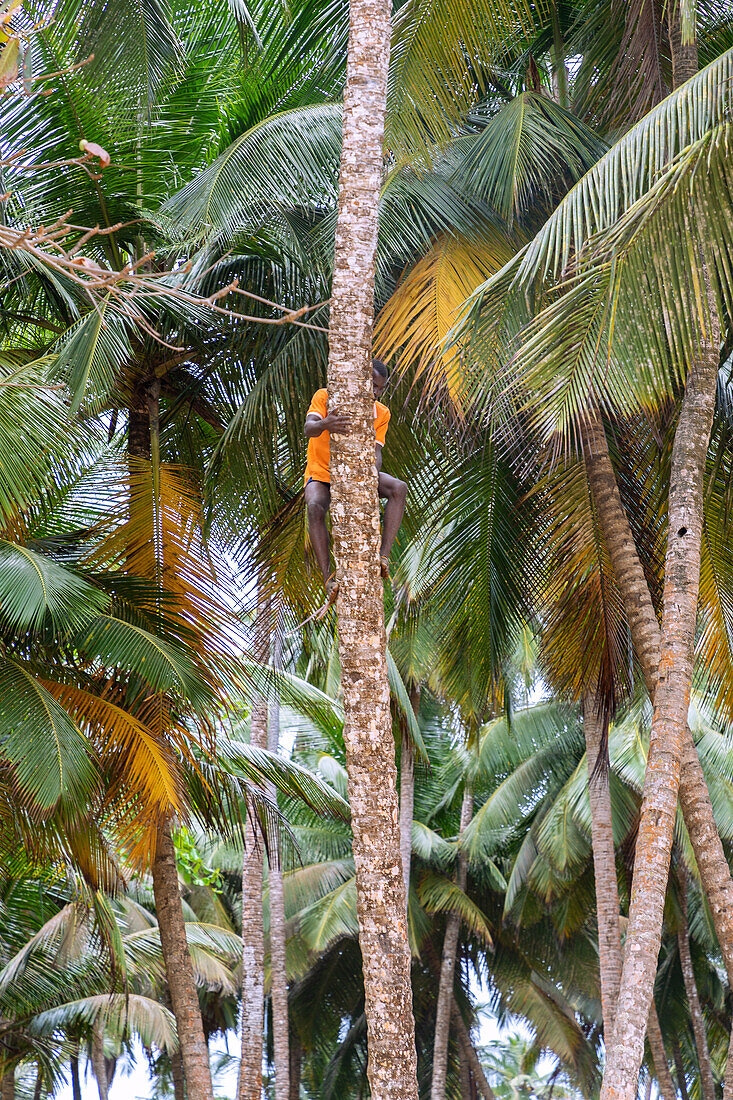 Mann beim Erklettern einer Kokospalme an der Praia Piscina im Süden der Insel São Tomé in Westafrika