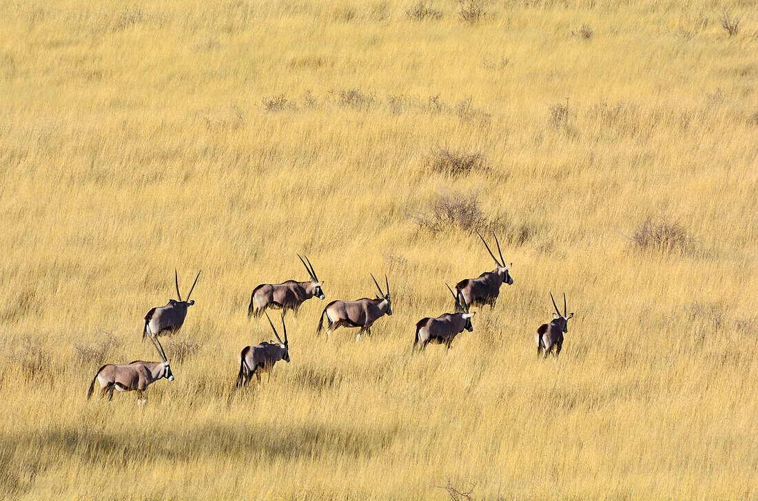 Namibia; Region Hardap; Zentralnamibia; Kalahari; Oryxantilopen in der Grassteppe