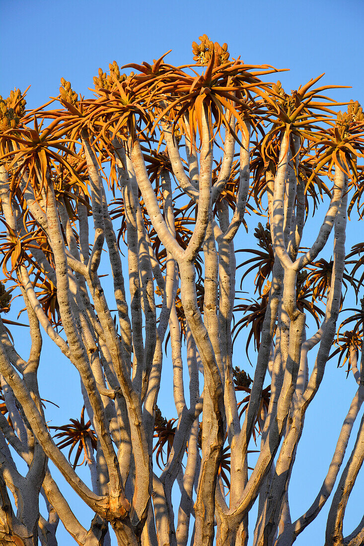 Namibia; Region Karas; bei Keetmanshoop; Köcherbaumwald; Köcherbäume zwischen verwitterten Basaltblöcken