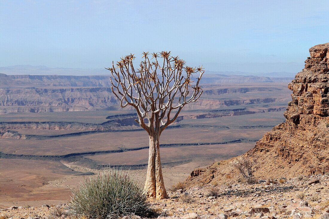 Namibia; Region Karas; Südnamibia; Fish River Canyon; Canyon Nature Park West; bergige Landschaft am äußeren Westrand; einsamer Köcherbaum