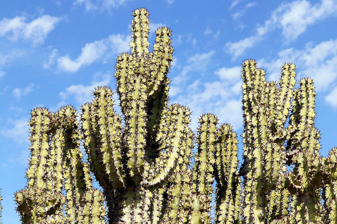 Namibia; Karas region; Southern Namibia; Fish River Canyon; Canyon Nature Park West; euphorbias