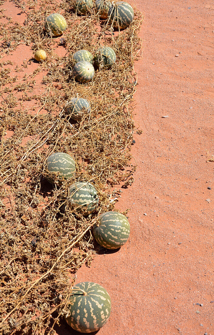 Namibia; Hardap region; Southern Namibia; Namib Desert; Desert pumpkins on the gravel road near Betta