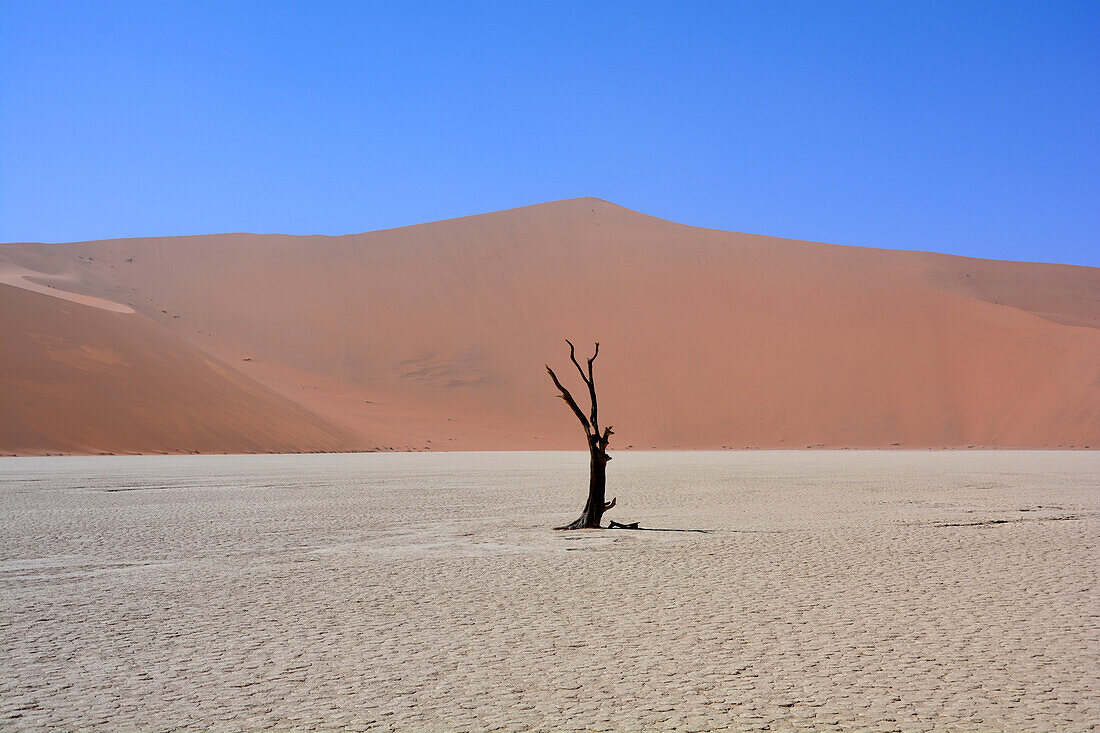 Namibia; Region Hardap; Zentralnamibia; Namib Wüste; Namib Naukluft Park; Sossusvlei; Salzpfanne; toter Baum im Deadvlei