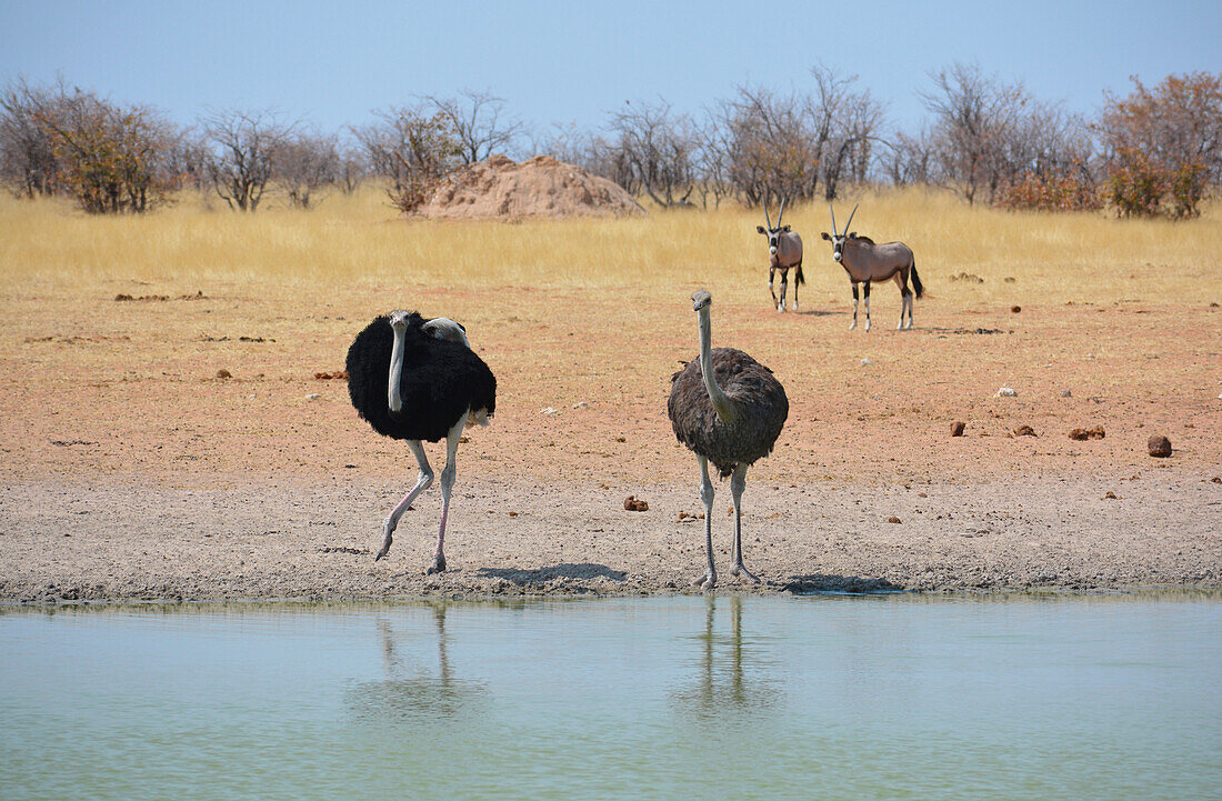Namibia; Region Oshana; Nordnamibia; westlicher Teil des Etosha Nationalpark; Straußenpaar an einer Tränke