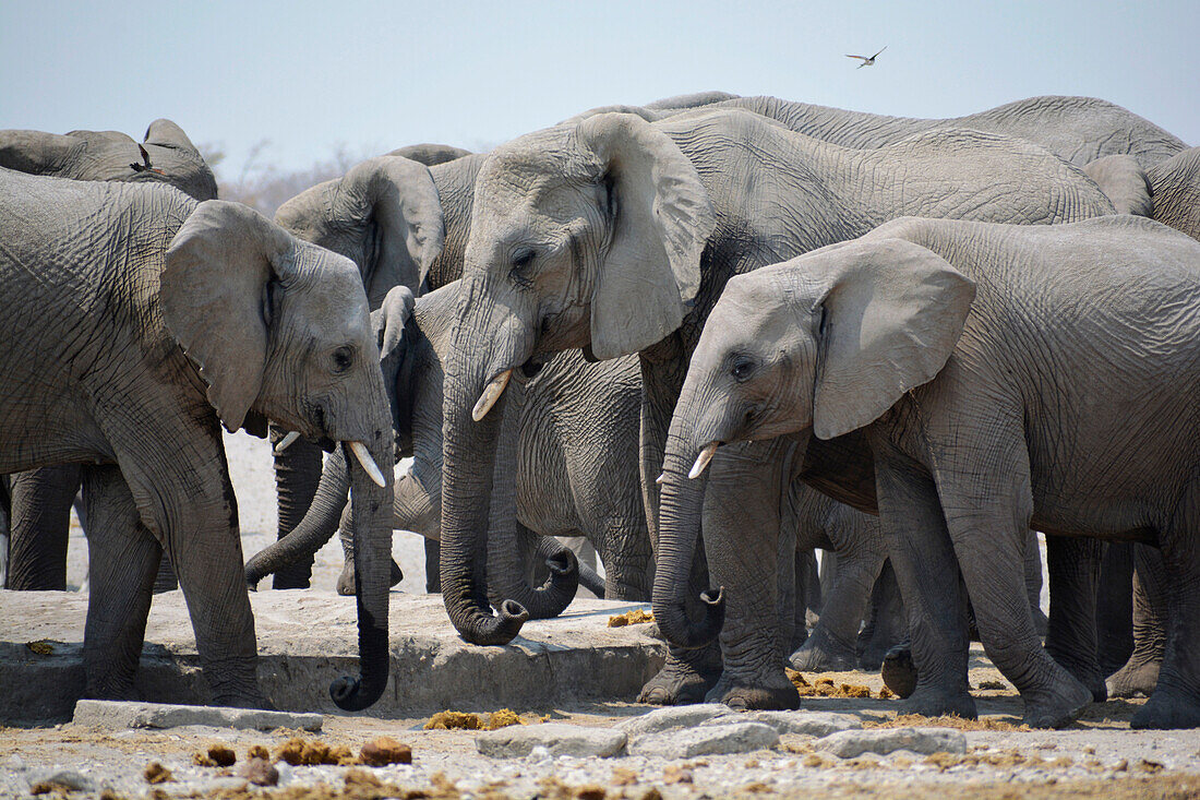 Namibia; Region Oshana; Nordnamibia; westlicher Teil des Etosha Nationalpark; Gruppe von Elefanten an einer Tränke