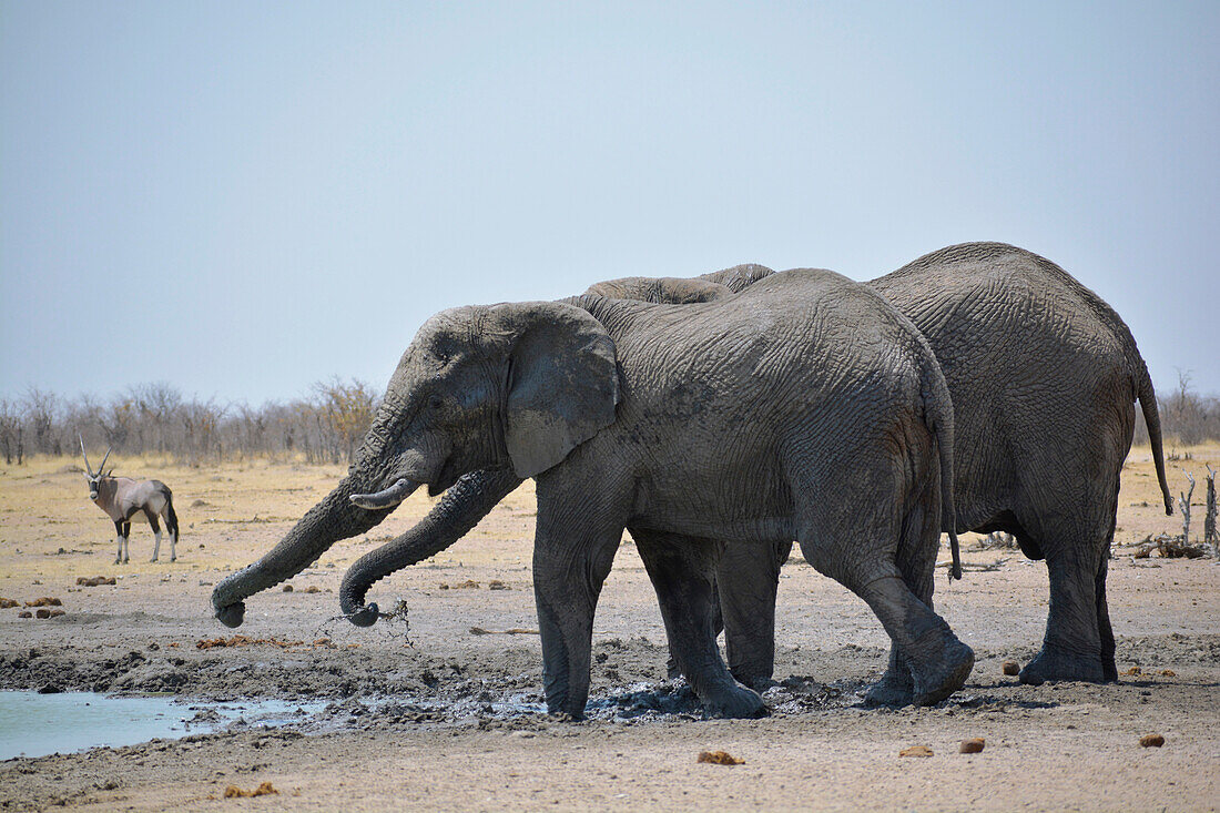 Namibia; Region Oshana; Nordnamibia; westlicher Teil des Etosha Nationalpark; Gruppe von Elefanten am Wasserloch; im Hintergrund Oryx Antilope