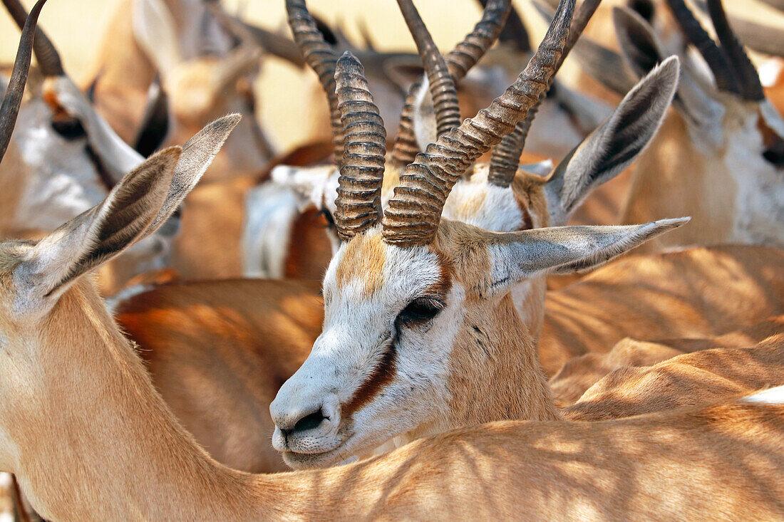 Namibia; Region Oshikoto; Nordnamibia; östlicher Teil des Etosha Nationalpark; Gruppe von Springböcken; im Schatten stehend; ein Kopf in Nahaufnahme