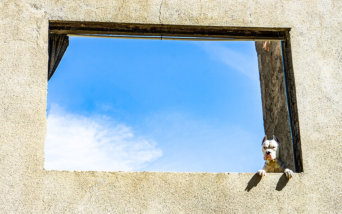 Weißer Hund im Fenster, blauer Himmel, Tiflis, Georgien