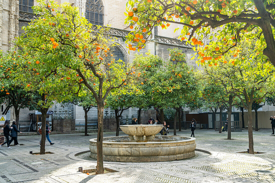 Orangenhof der Kathedrale von Sevilla Andalusien, Spanien  