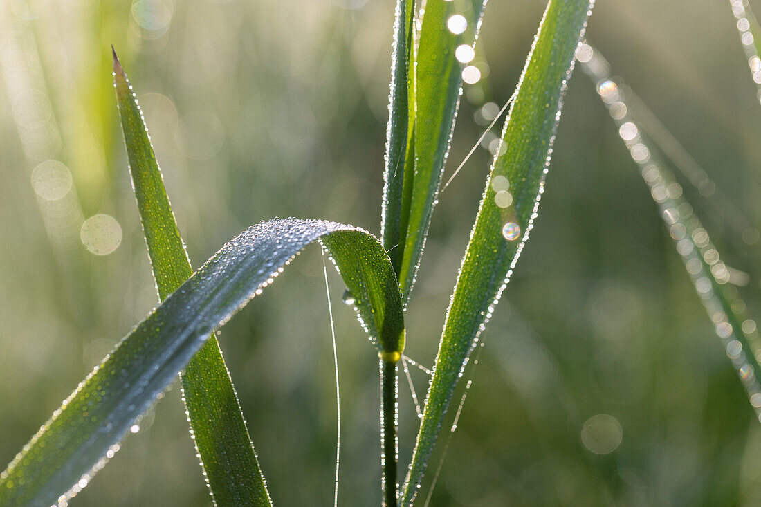 Morgentau im Sonnenlicht auf Schilfrohrpflanze in Oberbayern in Deutschland