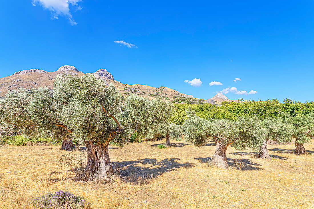 Jahrhunderte alter Olivenhain, Preveli, Rethymno, Südkreta, Kreta, griechische Inseln, Griechenland