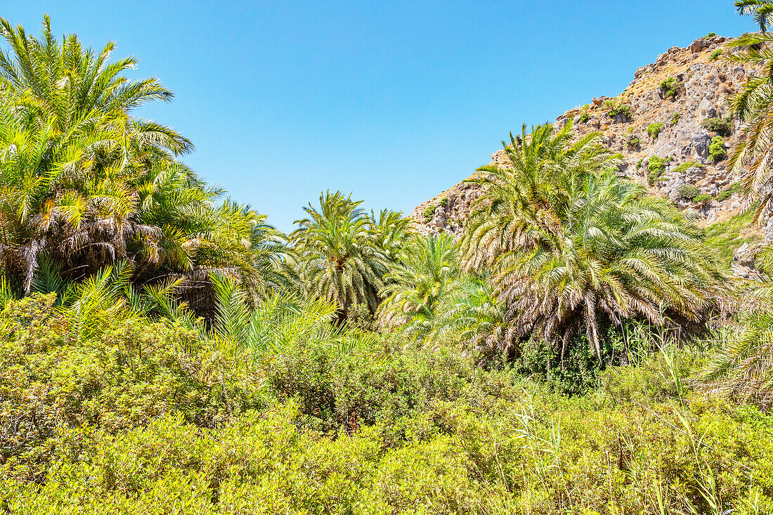 \nPreveli palm forest, Rethymno, Crete, Greek Islands, Greece