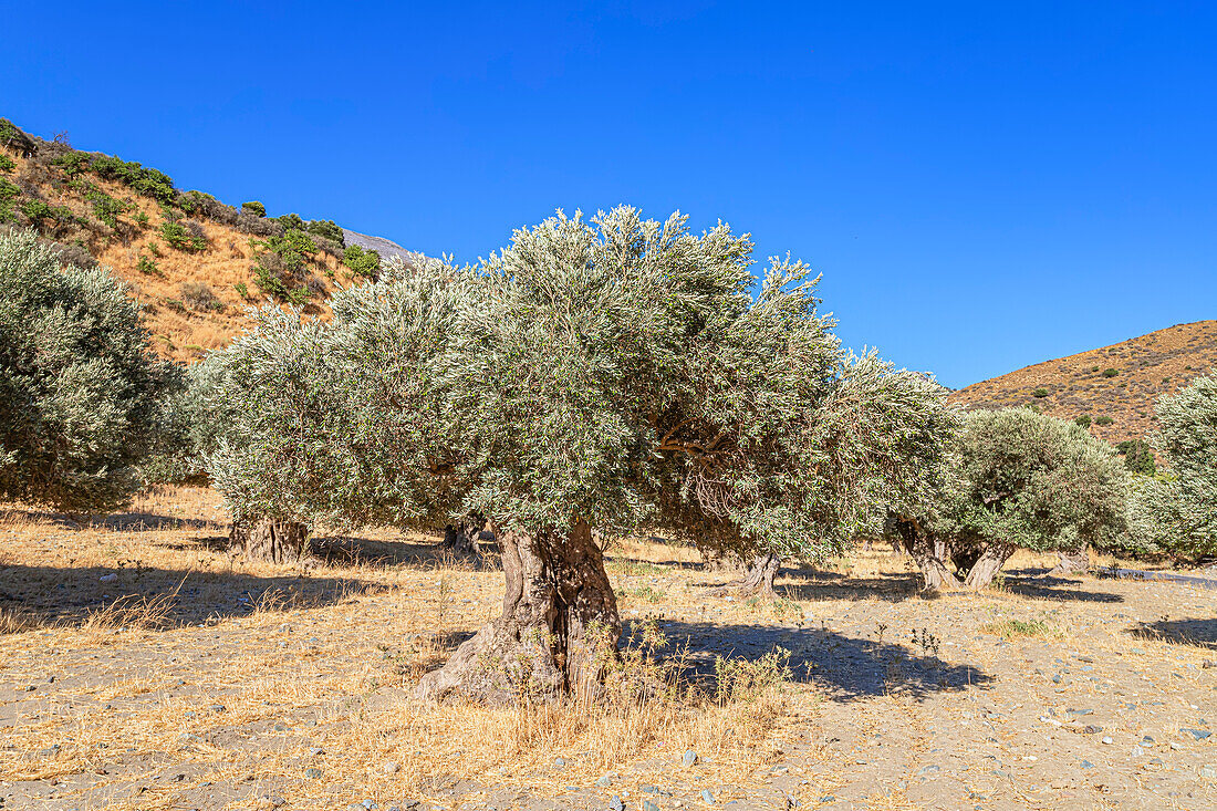 Centuries-old Olive grove, Preveli, Rethymno, Southern Crete, Crete, Greek Islands, Greece