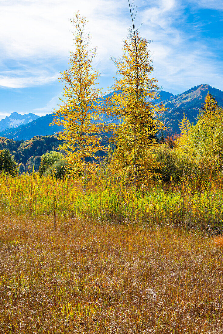 Moor im Herbst, Moorweiher bei Oberstdorf, Oberallgäu, Allgäu, Bayern, Deutschland, Europa