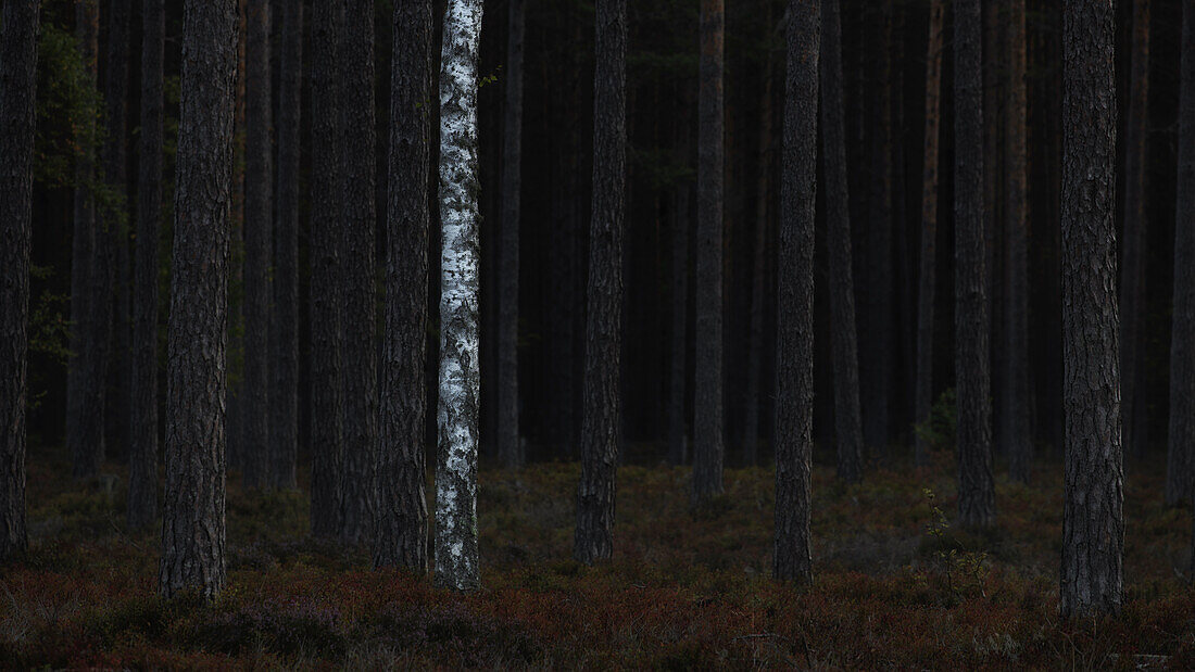 Mehrere dunkle Fichtenstämme stehen im Wald. Eine helle Birke dazwischen. Kein Himmel. Byxelkrok, Öland, Schweden