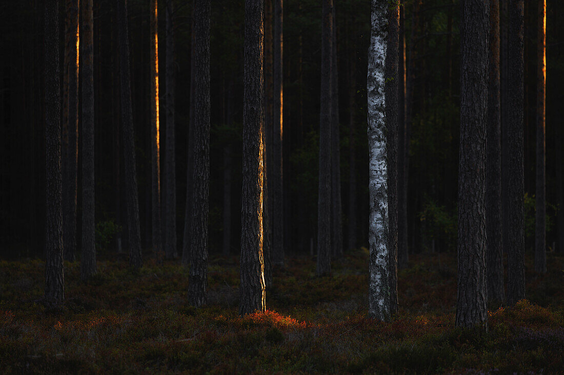 Mehrere dunkle Fichtenstämme stehen im Wald. Eine helle Birke dazwischen. Teilweise von Sonne angestrahlt. Byxelkrok, Öland, Schweden